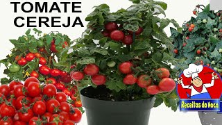 COMO PLANTAR TOMATE CEREJA NO VASO [upl. by Fairleigh]