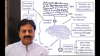 Golgi Apparatus Definition Structure origin In Sindhi  XI Biology Chapter 4 The Cell [upl. by Eilata]