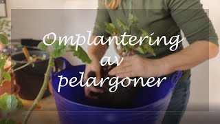 Omplantering av pelargoner [upl. by Akirdna]