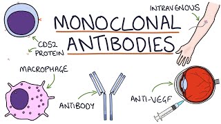 How do monoclonal antibodies work Rituximab infliximab adalimumab and others [upl. by Varden686]