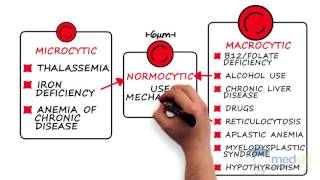 Hematology – Anemia By Karima Khamisa MD [upl. by Adnuhsat]