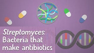 Streptomyces Bacteria that make antibiotics [upl. by Ahsaei258]