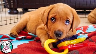 THE CUTEST LABRADOR VIDEOS OF 2020 [upl. by Tronna]