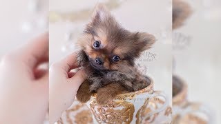 Playful Male Pomeranian Puppy  TeaCups Puppies amp Boutique [upl. by Elleyoj494]