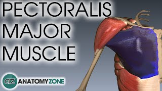 Pectoralis Major Muscle Anatomy  AnatomyZone [upl. by Artimas721]