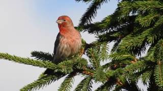 House finch singing [upl. by Mueller]