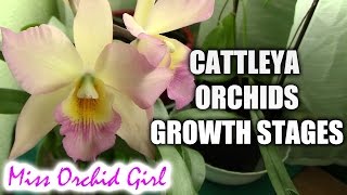 Growth stages of Cattleya orchids [upl. by Soilisav624]