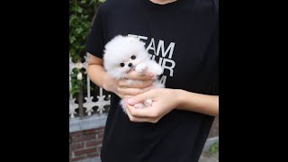 Adoption of the cutest Pomeranian puppy [upl. by Amal]