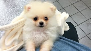 CUTEST PUPPY  Luna The 8 Week Old Pomeranian Puppy [upl. by Thurmann]