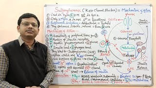 Diabetes Mellitus Part10 Mechanism of Action of Sulfonylurease  Antidiabetic Drugs  Diabetes [upl. by Eugene]