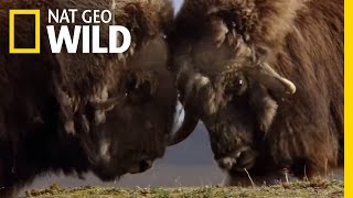 A Muskox FaceOff  Polar World [upl. by Eilsew]