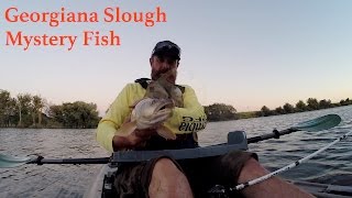 California Delta Kayak Fishing  Georgiana Slough [upl. by Ku692]