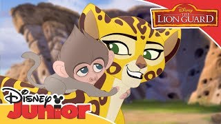 The Lion Guard  Fuli Saves Baby Baboon  Official Disney Channel Africa [upl. by Adnhoj]