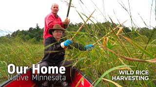 Wild Rice Harvesting [upl. by Adyahs644]