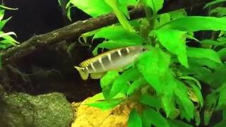 Crenicichla Compressiceps Dwarf Green Pike Cichlid [upl. by Llewol]