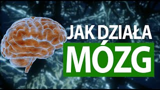 Jak działa człowiek MÓZG tłumaczenie na migowy PJM [upl. by Ahsocin]