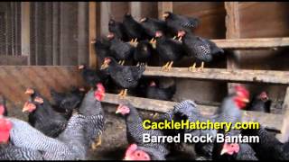 Barred Rock Bantam Chicken Breed Breeder Flock  Cackle Hatchery [upl. by Gennifer360]