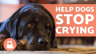 How to STOP My DOG From CRYING 🐶💦 Causes and Solutions [upl. by Scot]