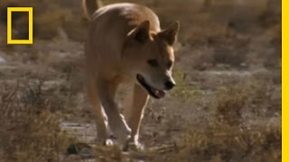 Dingo vs Kangaroo  National Geographic [upl. by Wolfy]