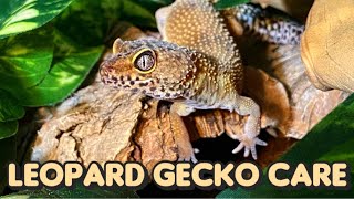 Everything You Need to Know About Leopard Gecko Care [upl. by Elatsyrc]