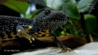 Great Crested Newt Triturus cristatus  Guest from the wild  Animalia Kingdom Show [upl. by Clie]