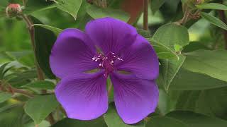 How to Grow Tibouchina  The Princess Flower or The Glory Flower [upl. by Latrell]