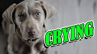 Dog Crying and Whining Loud  Sound Effects of 5 Crying Dogs [upl. by Atenaz]