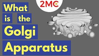 The Golgi Apparatus Structure and Function  The Endomembrane System [upl. by Donela]