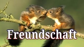 11 schöne Sprüche über quot Freundschaft quot  Julebuergerfee [upl. by Kingsley]