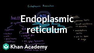 Endoplasmic reticulum and golgi apparatus  Cells  MCAT  Khan Academy [upl. by Nnylarac]