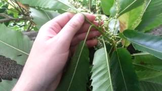 Tree identify Horse Chestnut v Sweet Chestnut [upl. by Imoyn298]