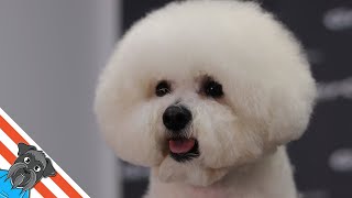 How to groom a Bichon frise [upl. by Yroffej681]