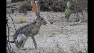 Falconry Hunting Jackrabbits [upl. by Bertrand]