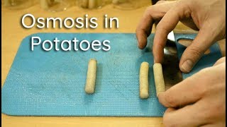 Osmosis in Potato Strips  Bio Lab [upl. by Tench]