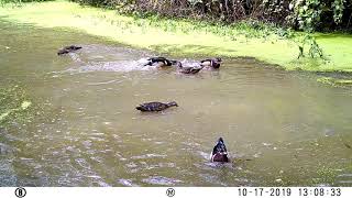 Wood Duck Mating and Ritual [upl. by Fairbanks]