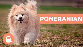 All About the POMERANIAN  Characteristics and Care [upl. by Lubba509]