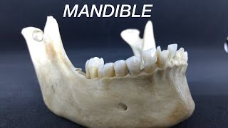 MANDIBLE  GENERAL FEATURES amp ATTACHMENTS [upl. by Karrie900]