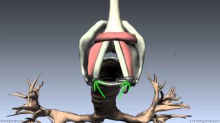 Larynx  Ligaments Membranes Vocal Cords  3D Anatomy Tutorial [upl. by Sergias322]