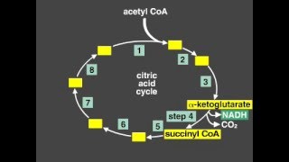 Citric Acid Cycle Explanation Krebs cycle [upl. by Greiner715]