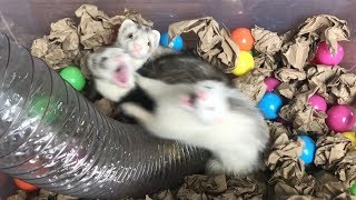 Adorable Baby Ferrets Playing [upl. by Feodor983]