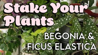 HOW and WHY to Stake Indoor Plants  Begonia Maculata and Ficus Elastica [upl. by Netty]