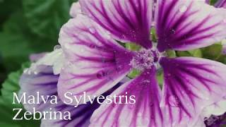 Malva Sylvestris Zebrina [upl. by Jonathon]