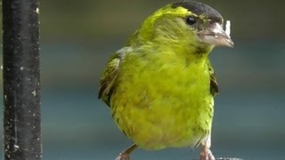 Siskin Bird  Flock of Siskins in My Garden  Wildlife in Cornwall  Scatiu Cajzla [upl. by Milka]