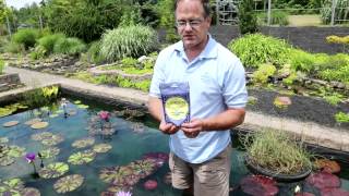 Grow Your Nymphaea waterlilies LARGE with the correct pot and fertilizer [upl. by Aloysius]