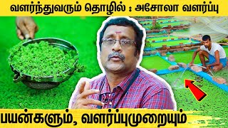 லாபத்தை அள்ளித்தரும் அசோலா வளர்ப்பு தொழில்  Azolla Cultivation Business  Mosquito ferns  Asola [upl. by Afaw]