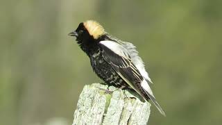 Bobolink Melody [upl. by Ximena]