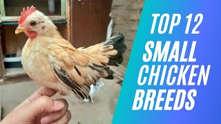 Top 12 Small Chicken Breed For Pets or Eggs [upl. by Jelks]