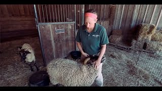 TRADITIONAL 18th Century Sheep Shearing [upl. by Anirroc341]