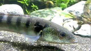 Pike Cichlid Crenicichla Lenticulata HD [upl. by Phoebe484]