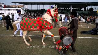 Horse dancing to the rhythm of dhol Only in India [upl. by Negam]